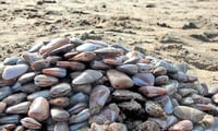 ஒரு வருடம் ஆண்... மறுவருடம் பெண்... உயிரினம்...